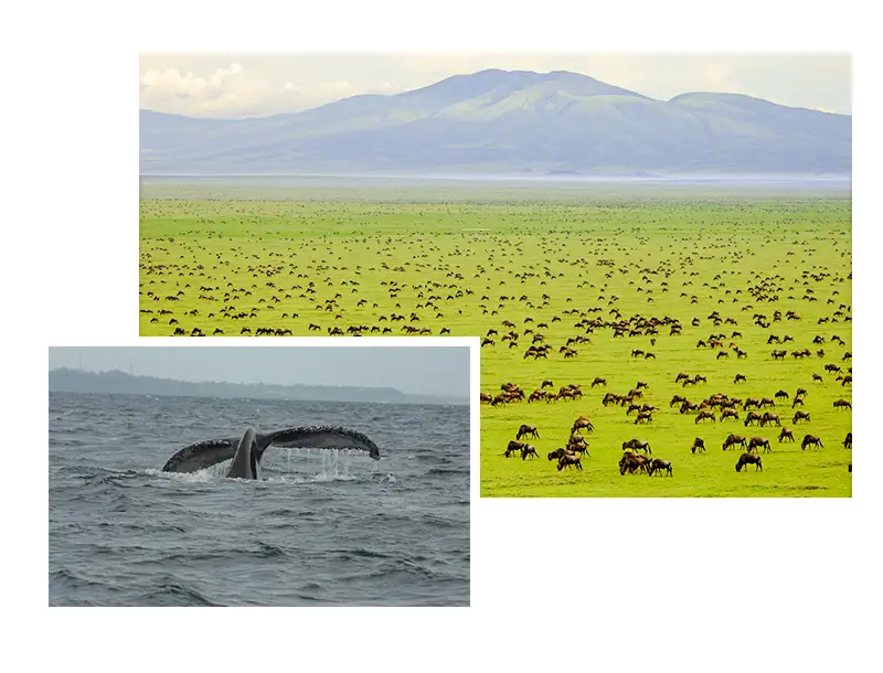 Tanzania-Private-Guided-Safari-Itineraries-Our-Service Tanzania-Private-Guided-Safari-Itineraries-Our-Service